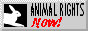 88x31 button that says Animal Rights Now!