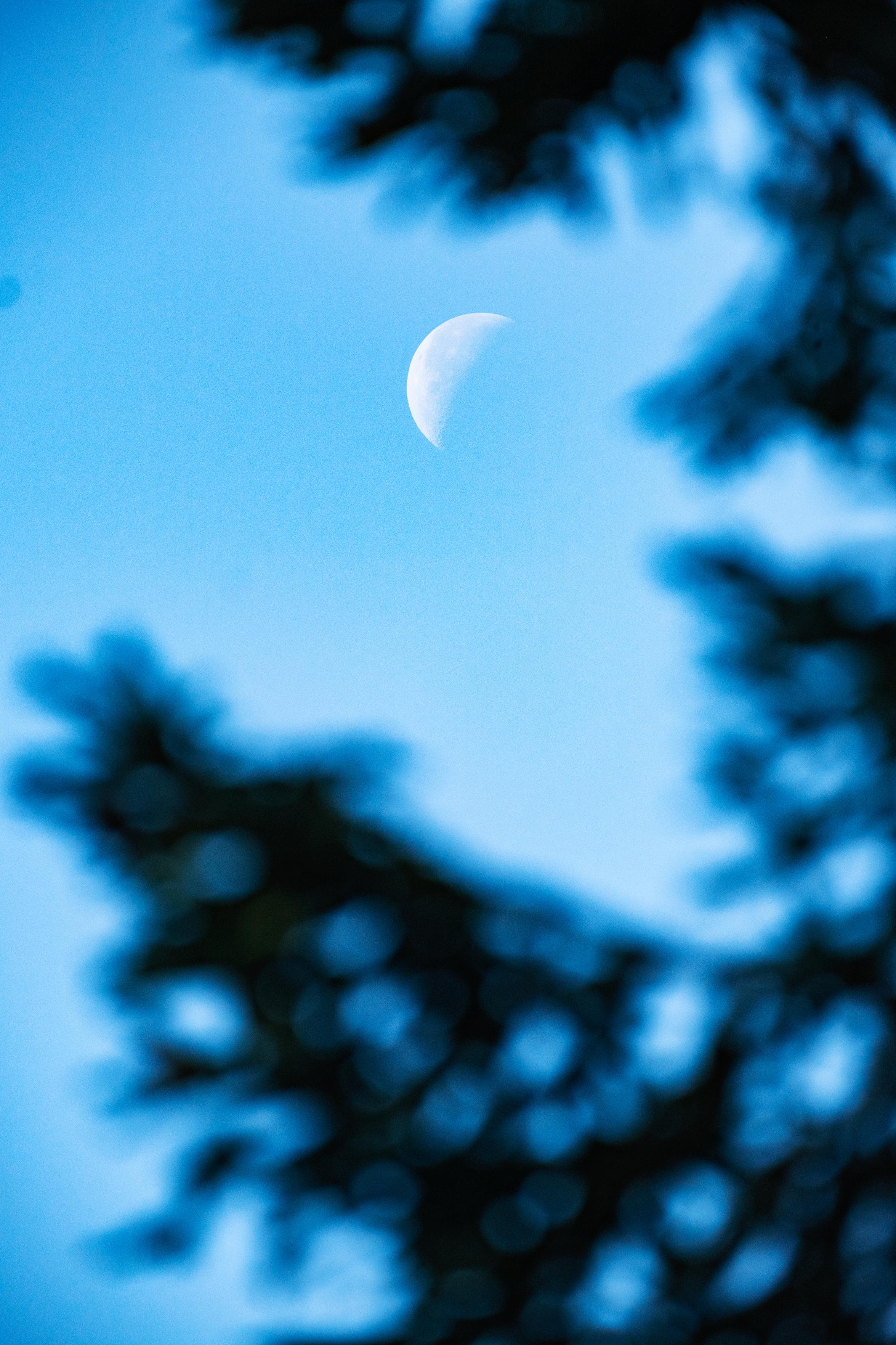 a shot of our moon in a blue sky through a tree that is blurred due to focus