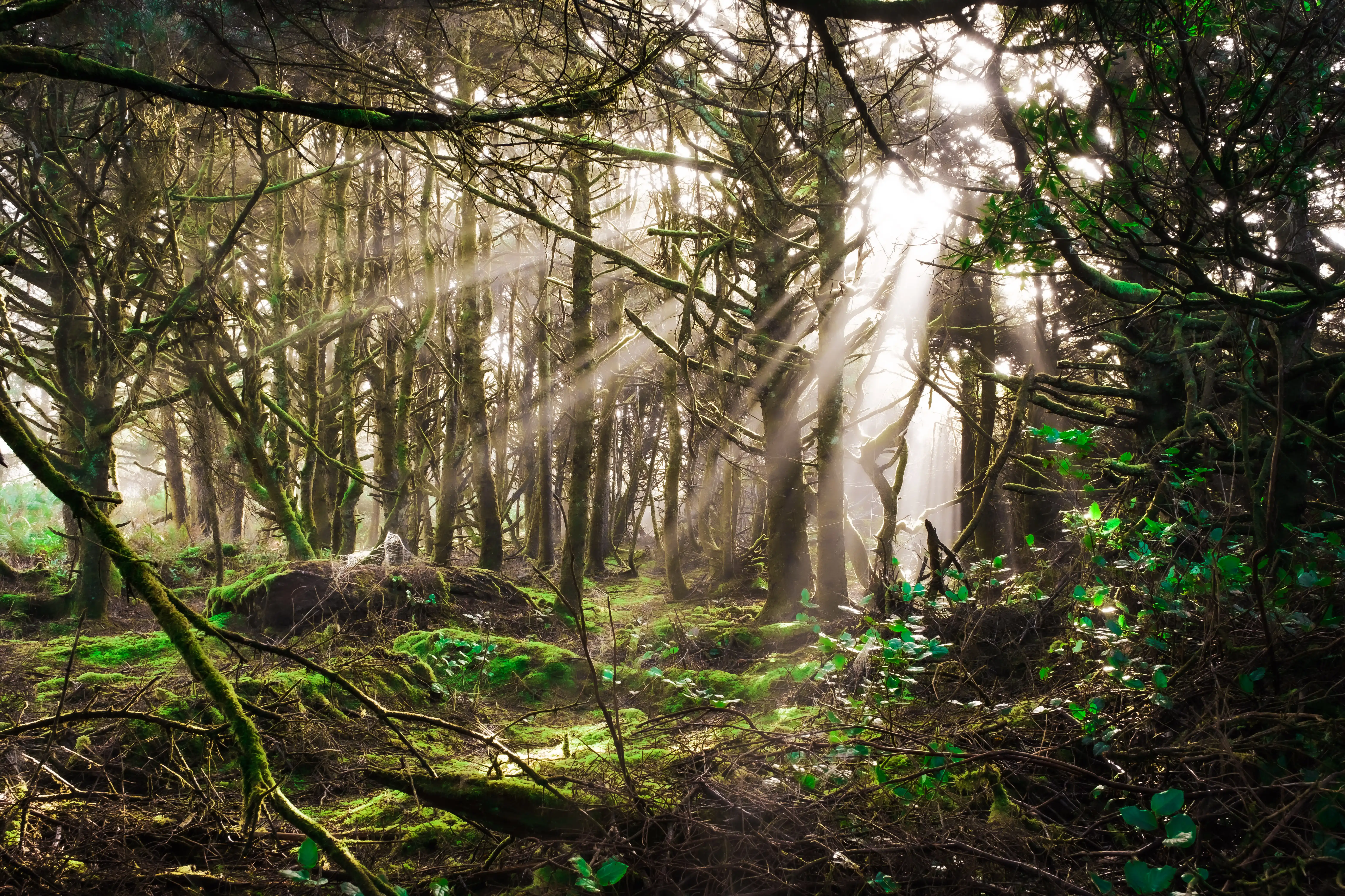 magical light shining into a forest
