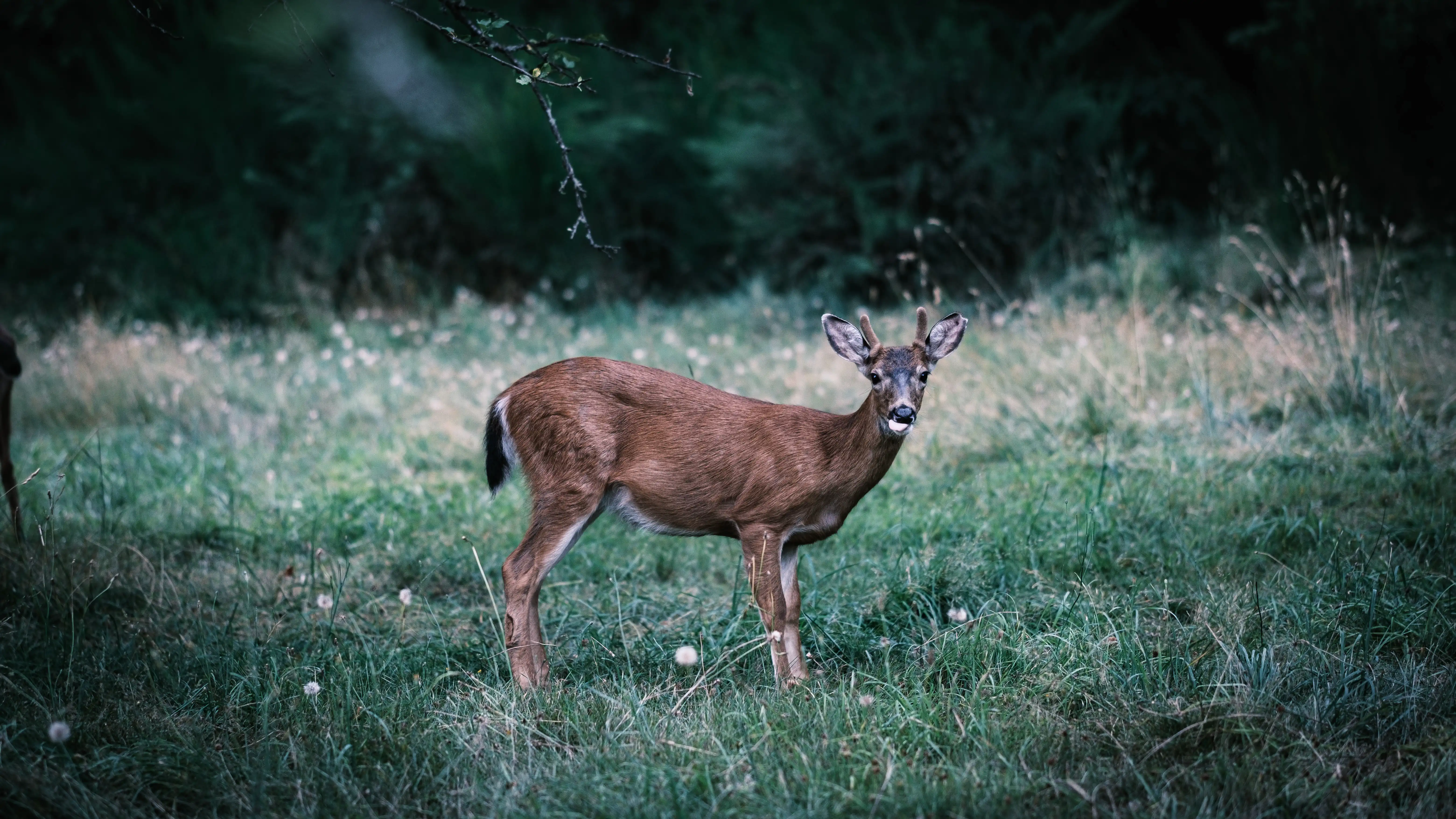 a deer eating an apple in an orchard