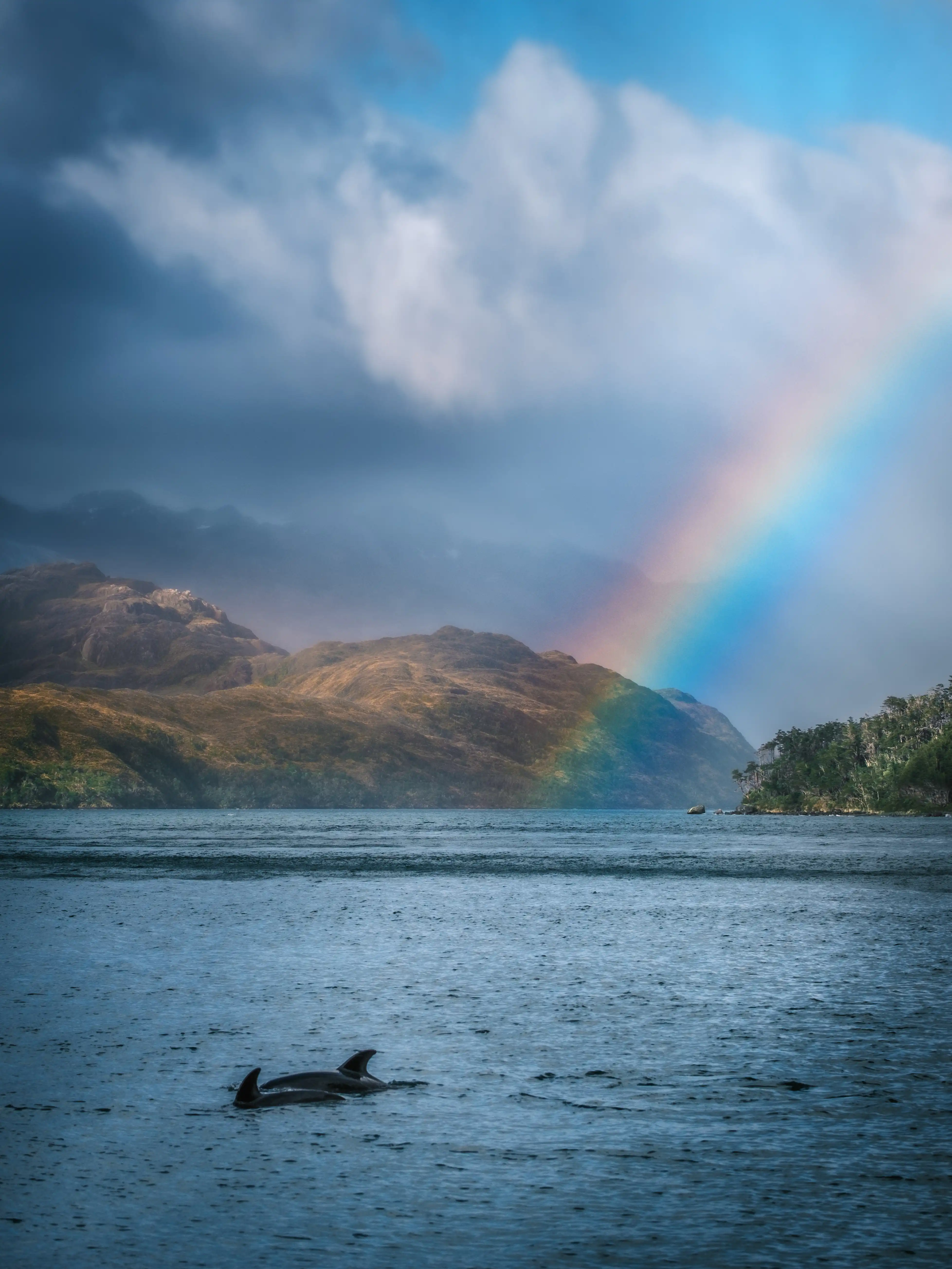the patagonia fjords filled with rainbows and dolphins