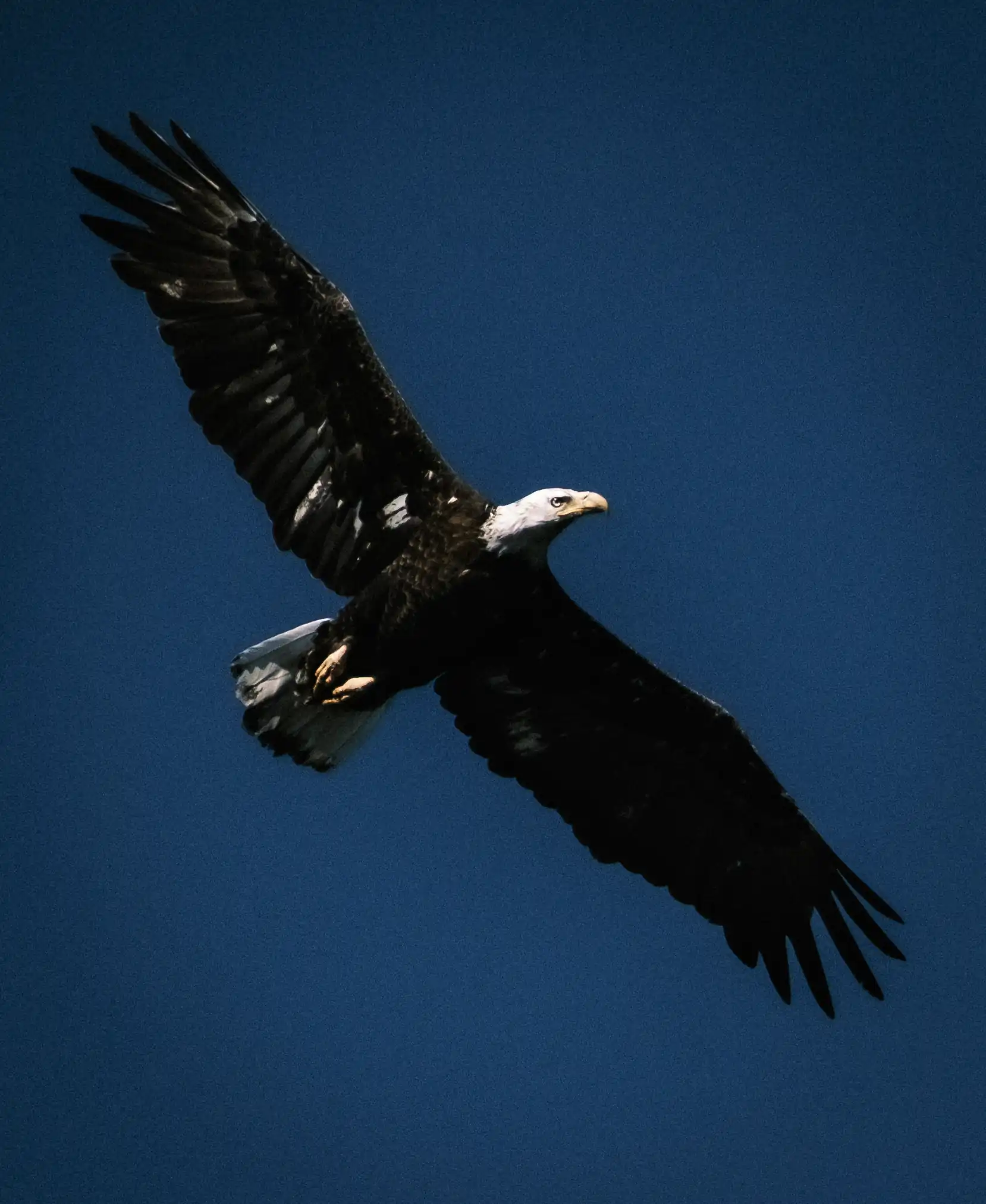 a bald eagle with full out-stretched wings