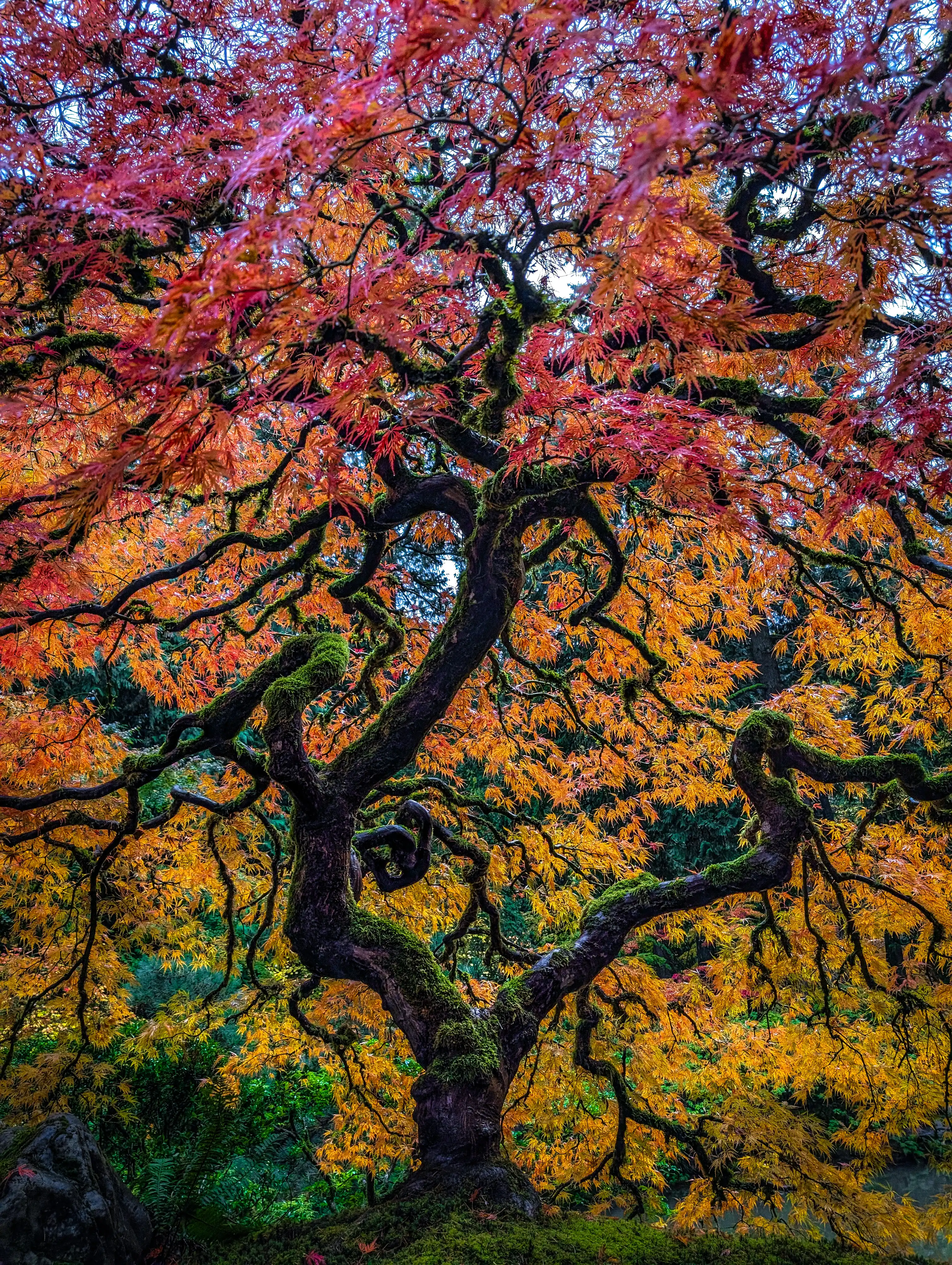 the famous tree from the Japanese Garden
