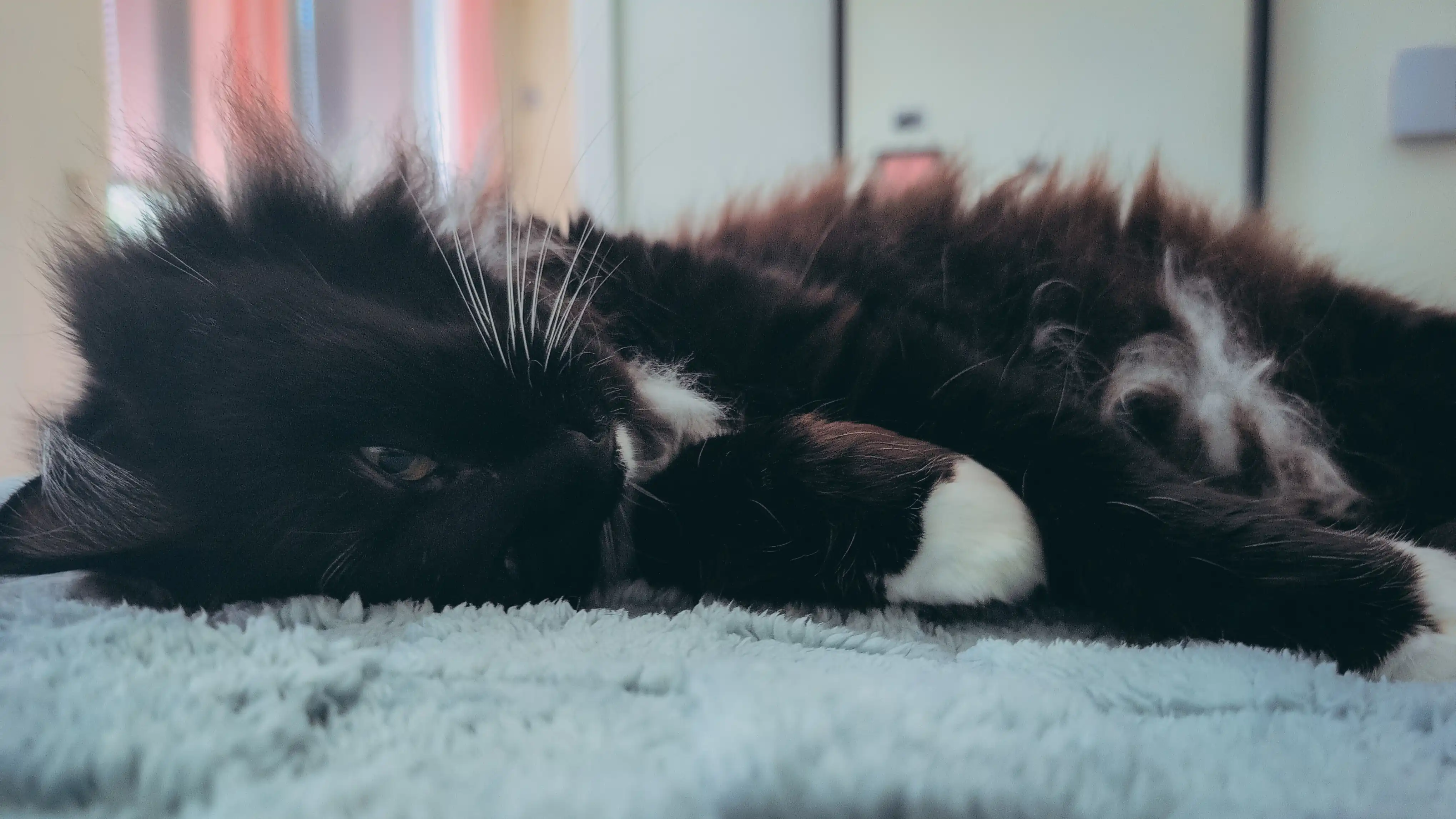 loki, the floofy black and white cat lying on a blanket