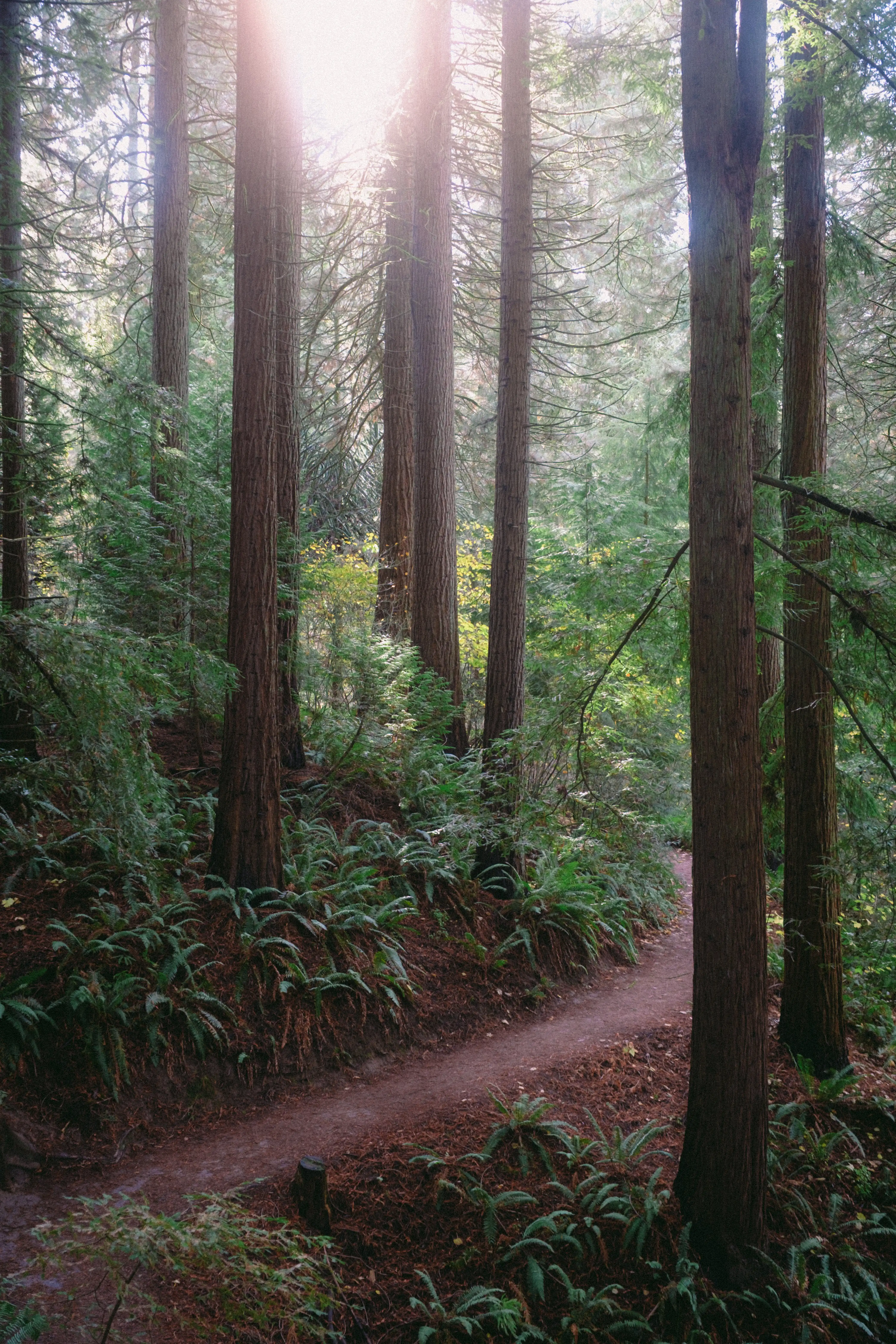 a trail in forest park, Portland, OR