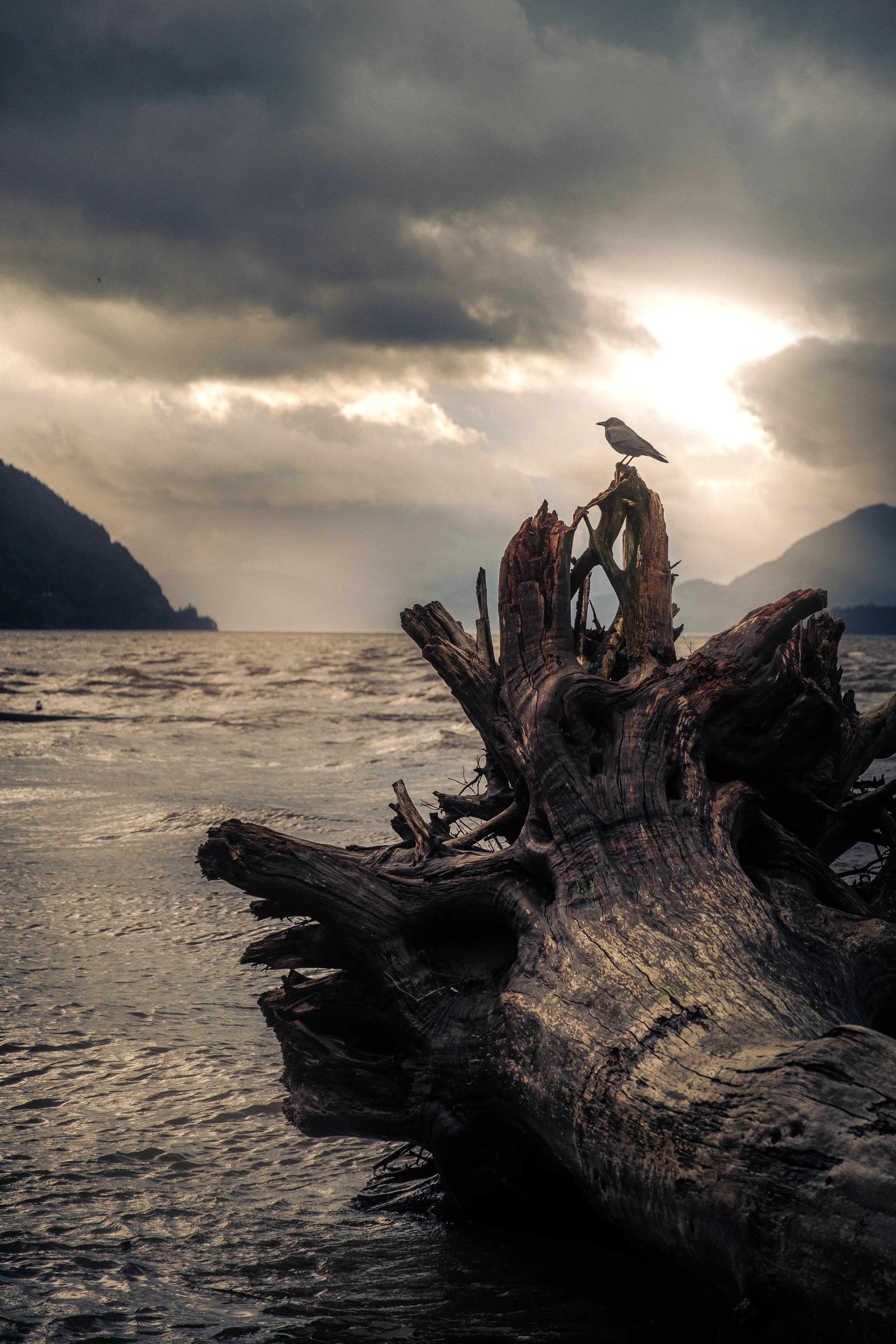 a crow sits on a downed-tree on the shores at Furry Creek BC