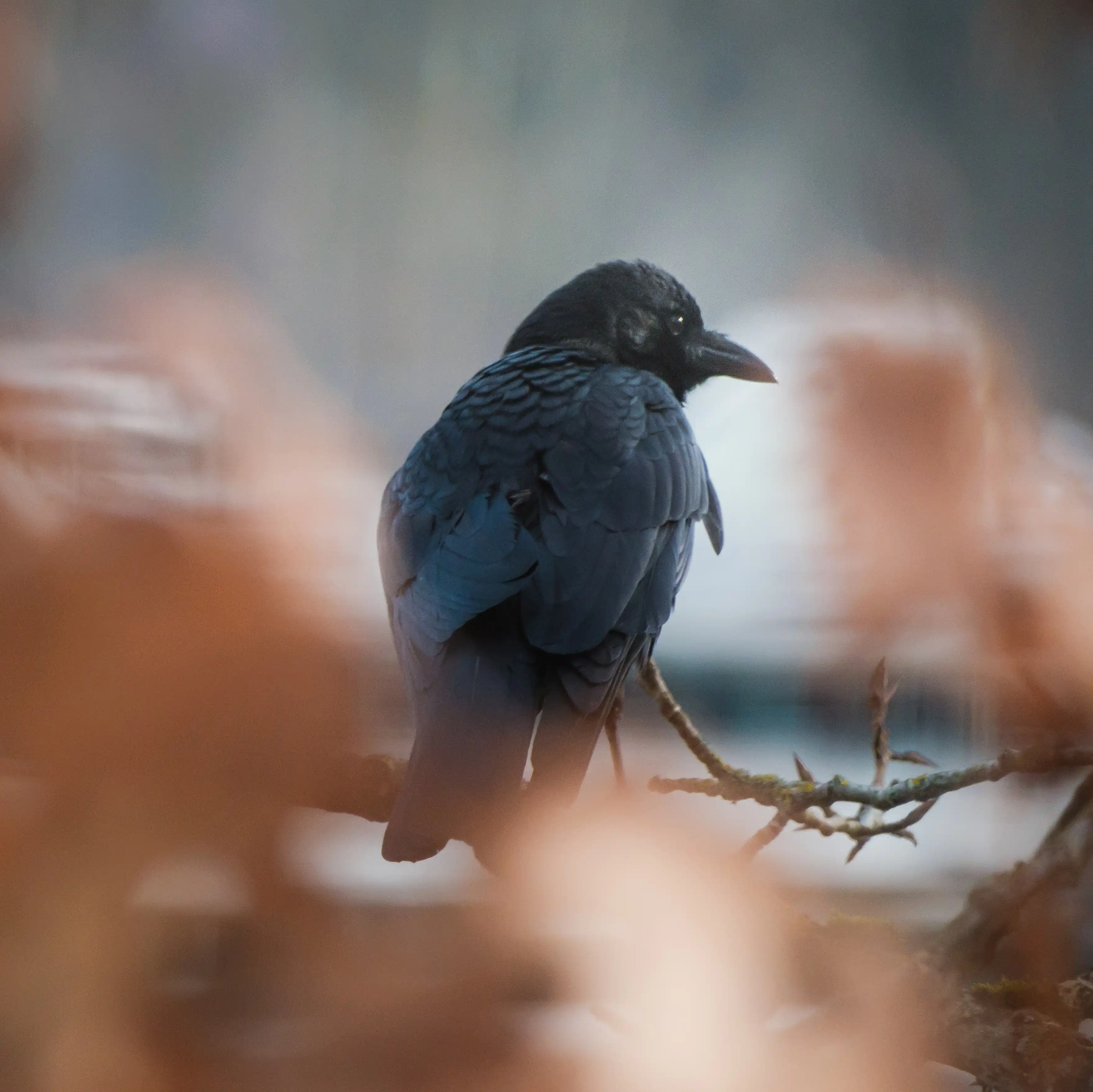 a crow with it's back to the viewer with it's head to the right