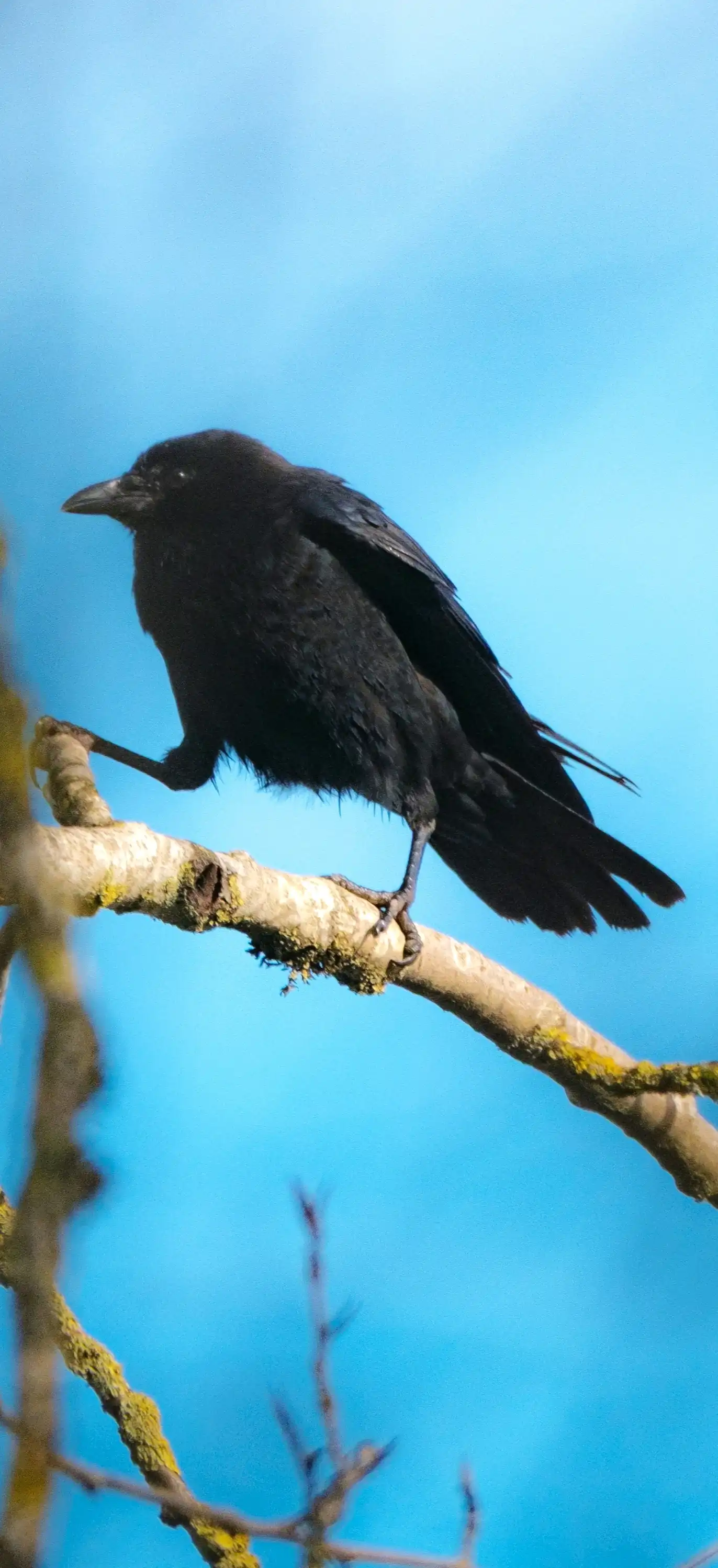 crow walking on a branch