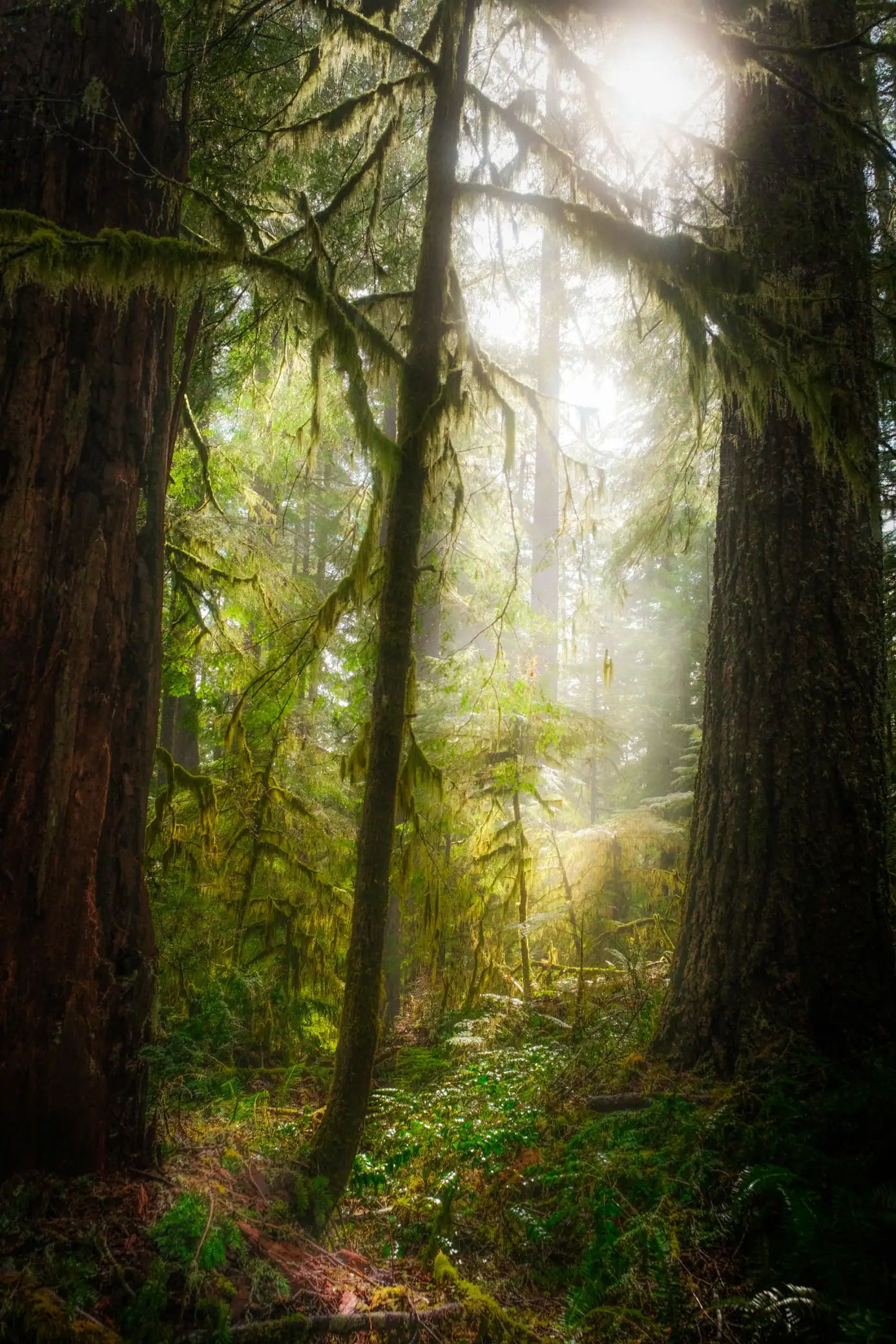 glowing light in the forest