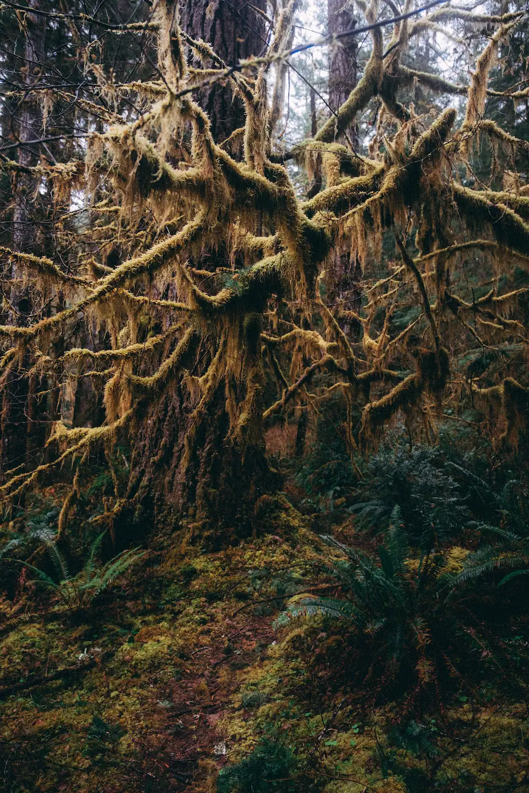 bendy moss-covered tree in the forest