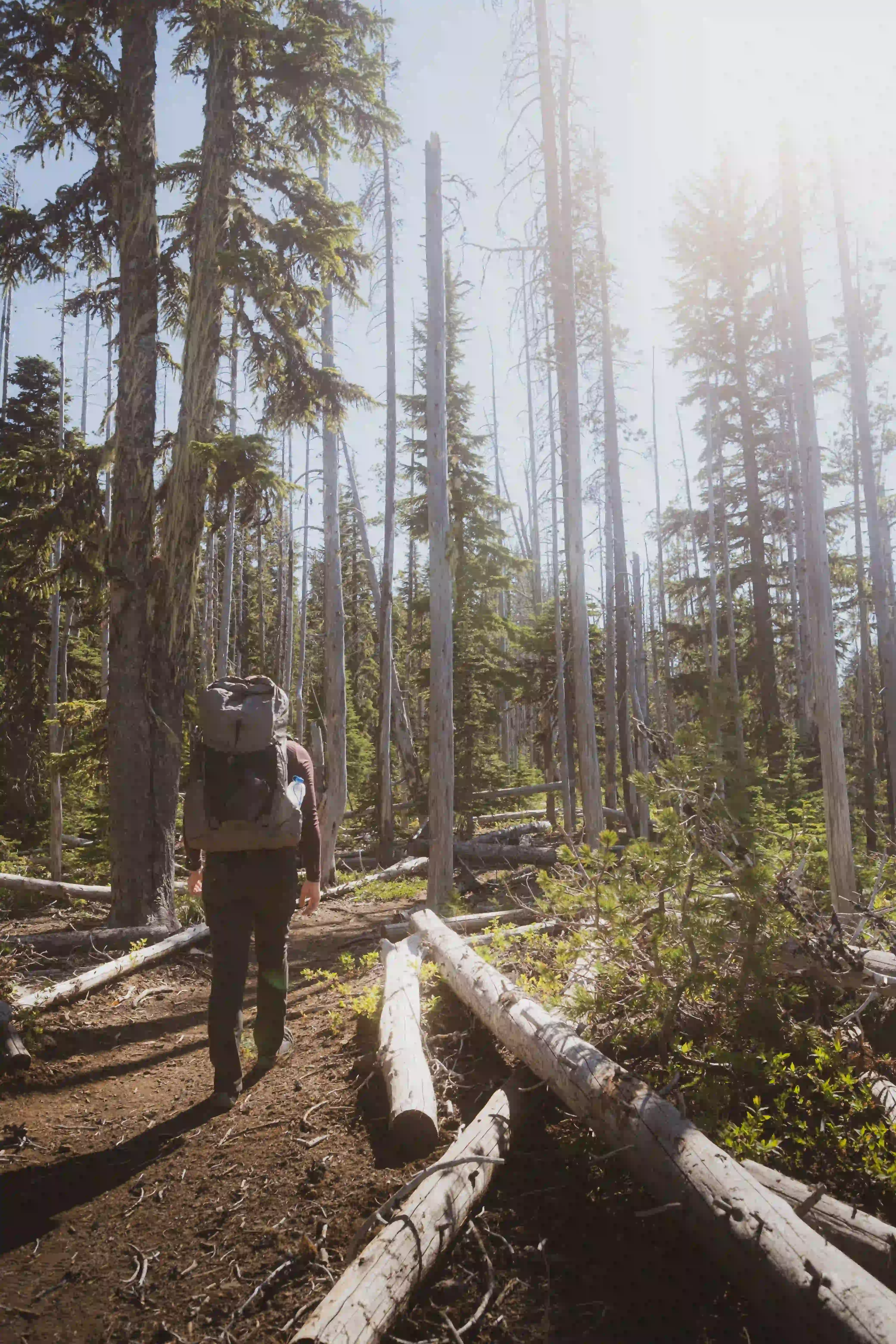 author backpacking in the woods facing away from the camera