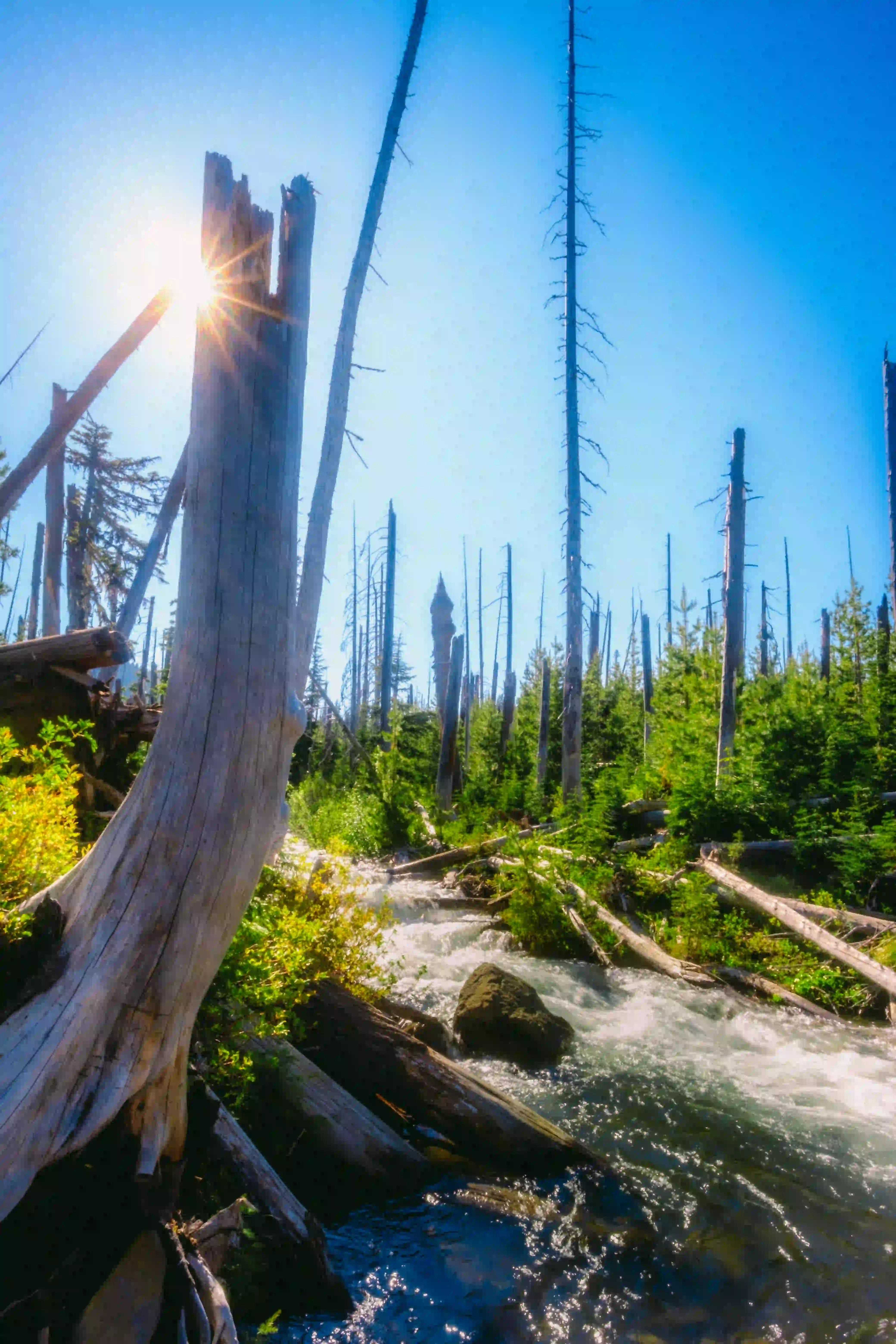 Dead trees, the sun, green plants, and a creek are in the scene