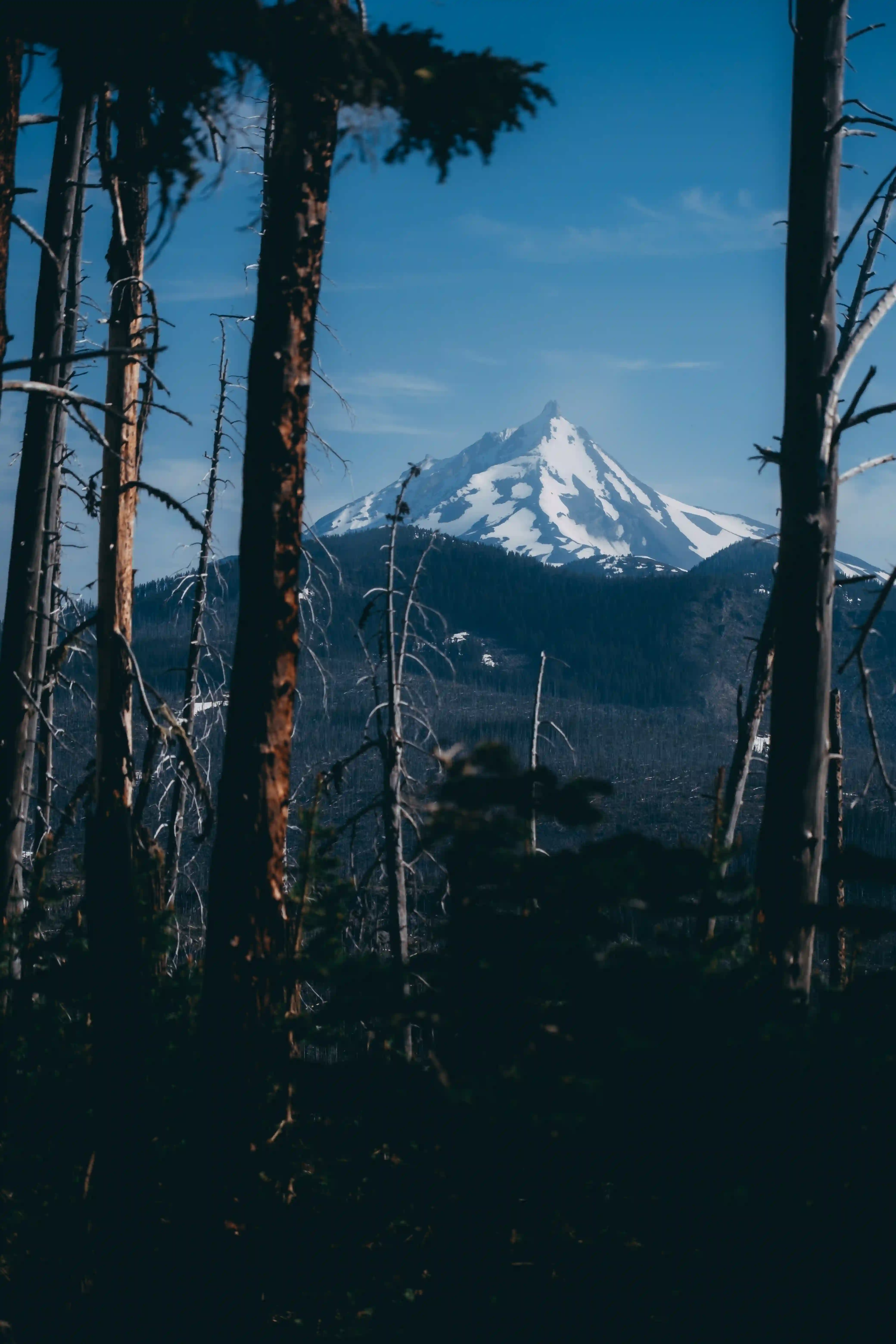 Mt. Washington between 2 trees