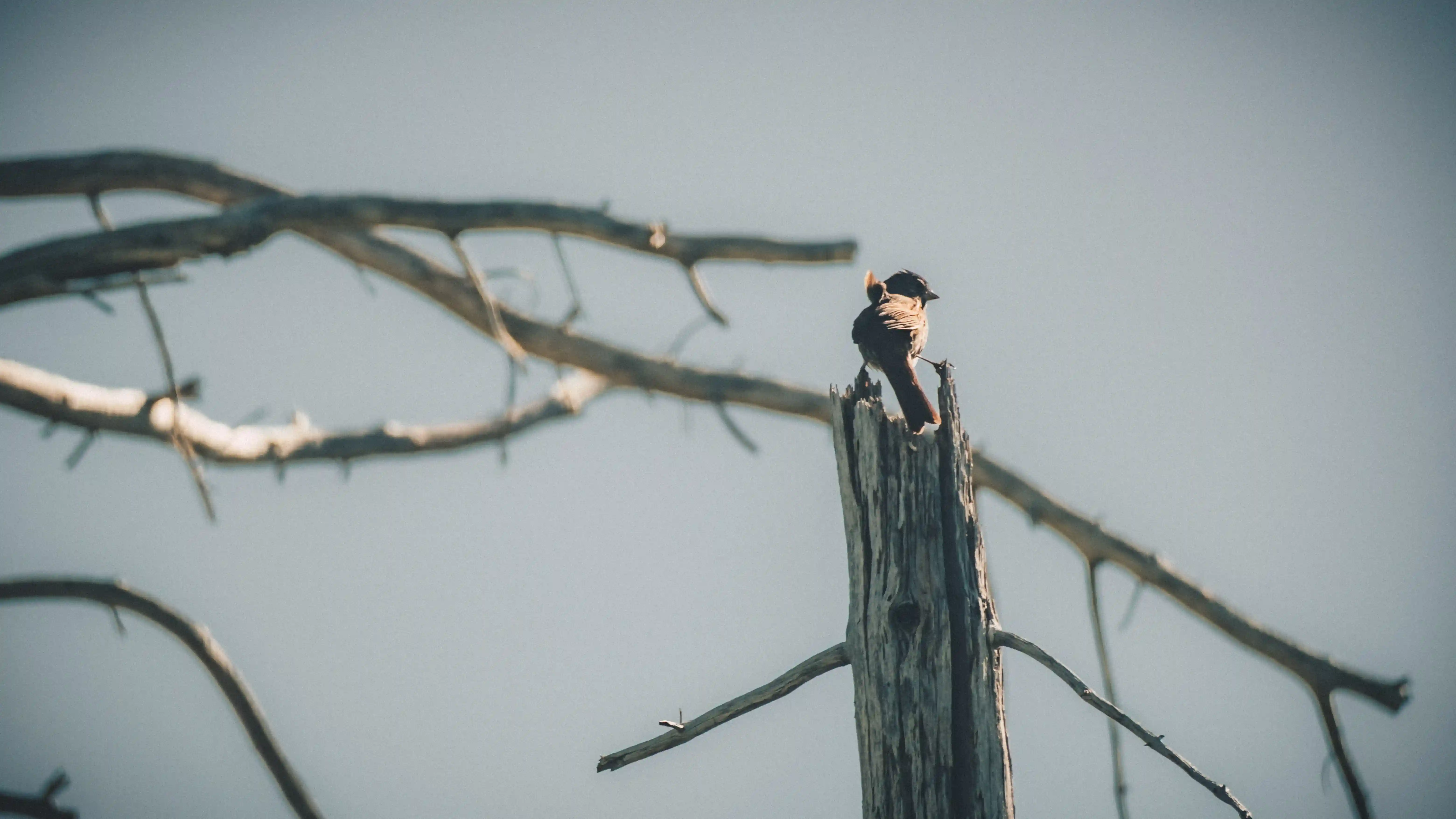 bird facing right perched on dead tree