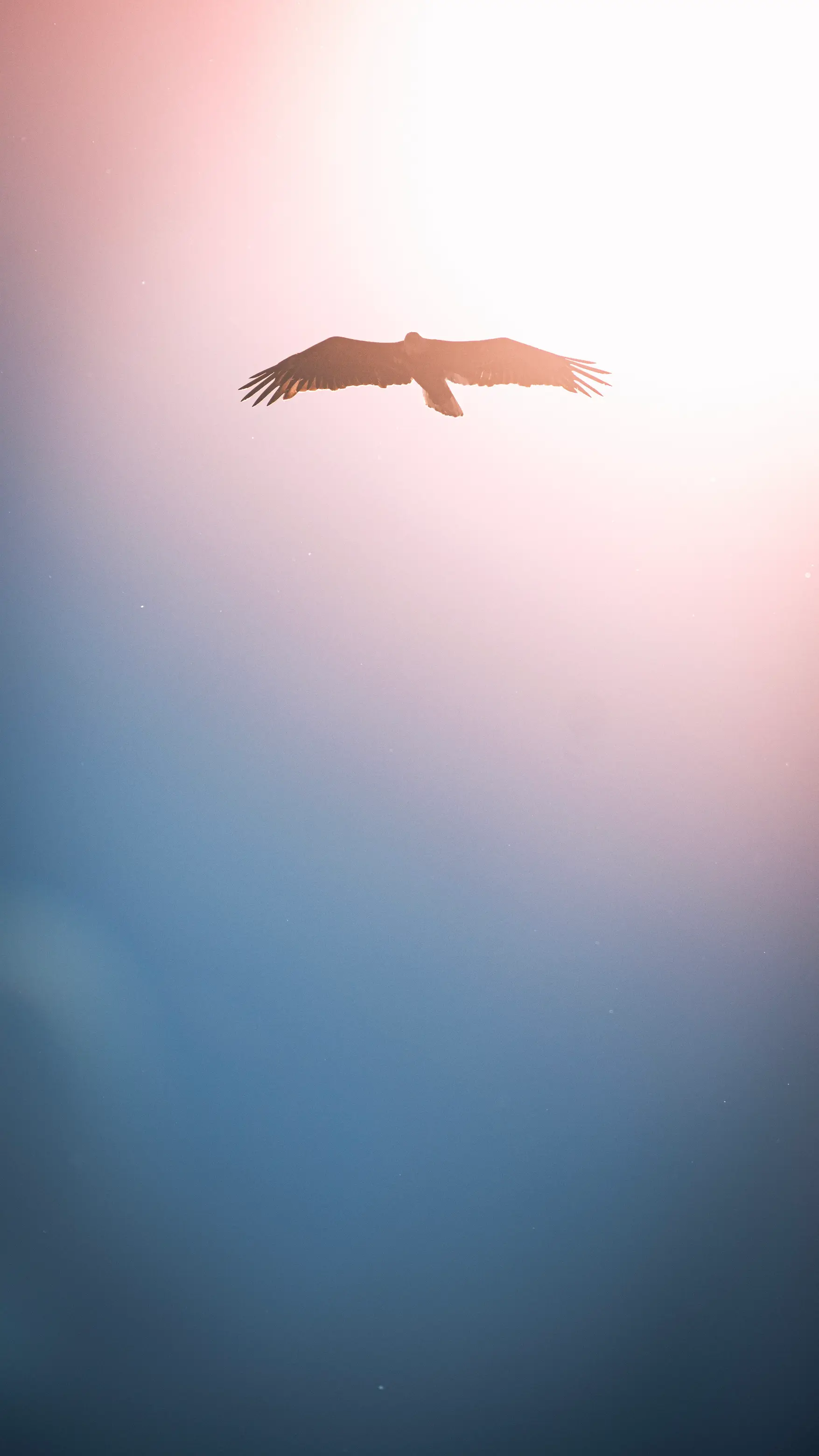 photo that is backlit of a Bald Eagle