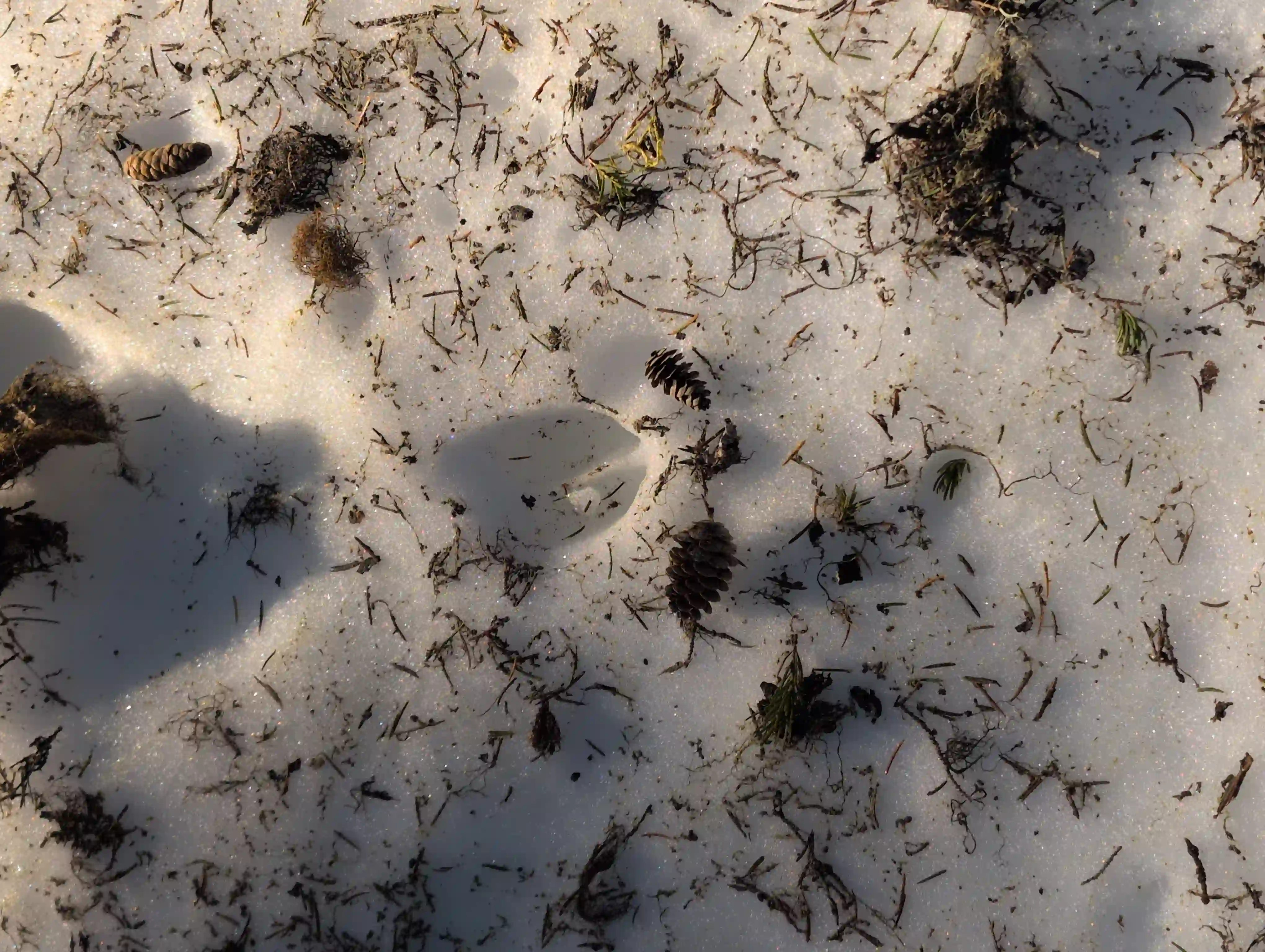 hoofprint in the snow