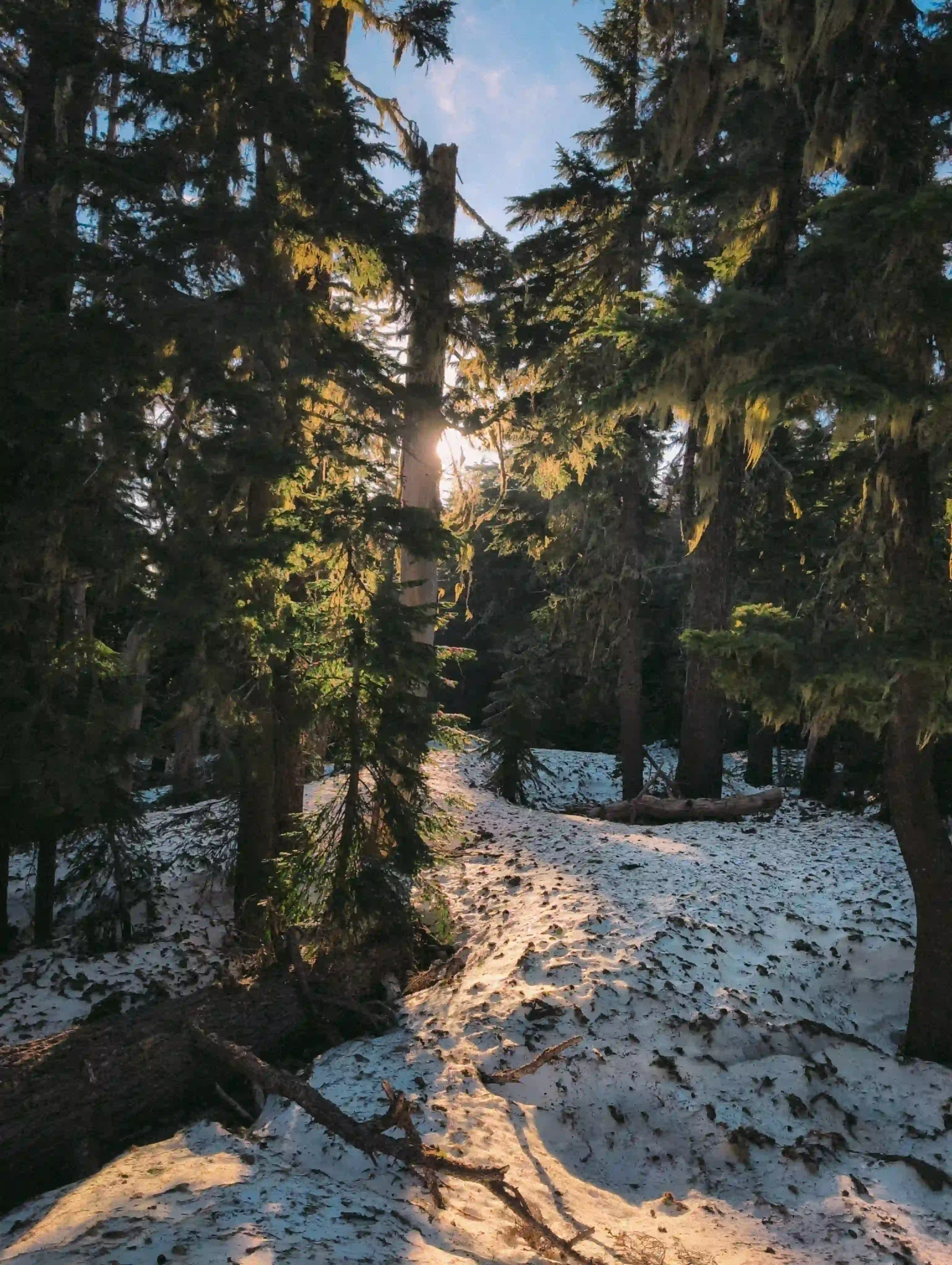 sunrise with snow and trees in the forest