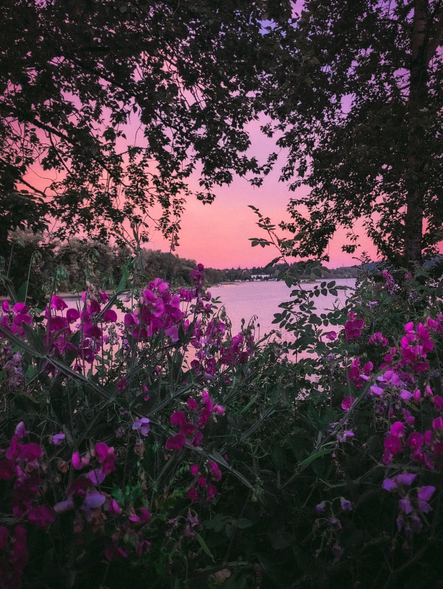 flowers blooming with a river and pink sunset