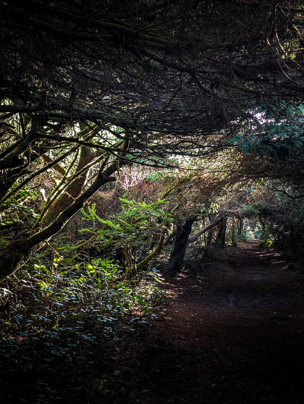 Dark forest with sun shining in from the left