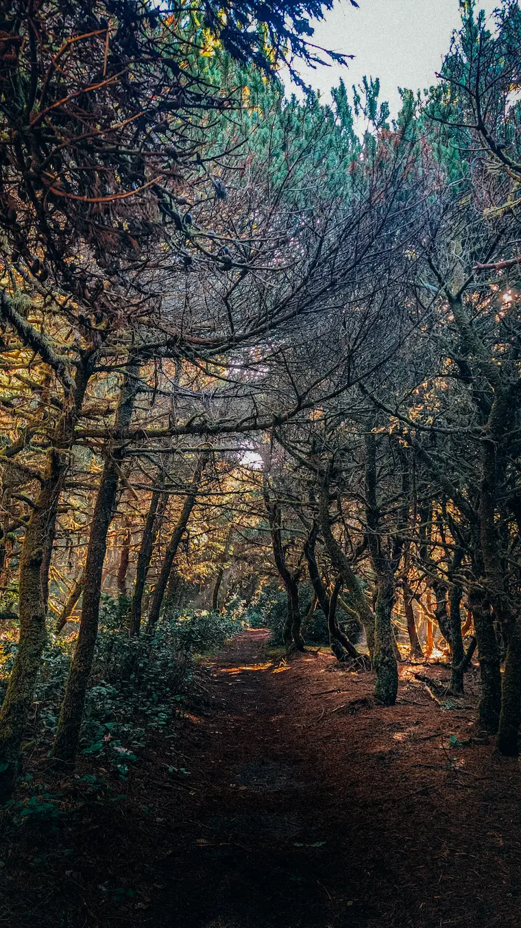 Dark forest with sun on the right