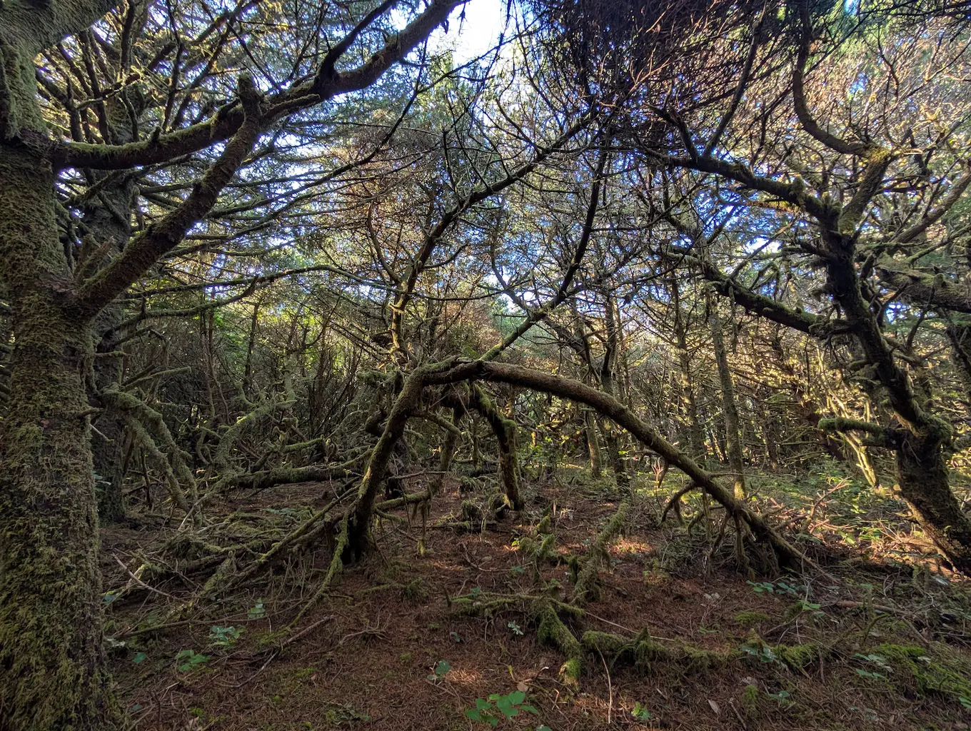 gnarly and bending tree in a forest