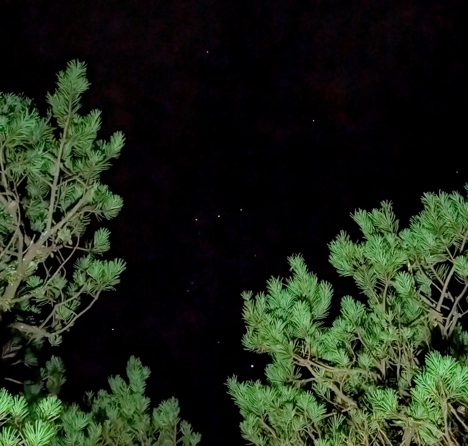 the constellation Orion with a foreground of evergreen branches