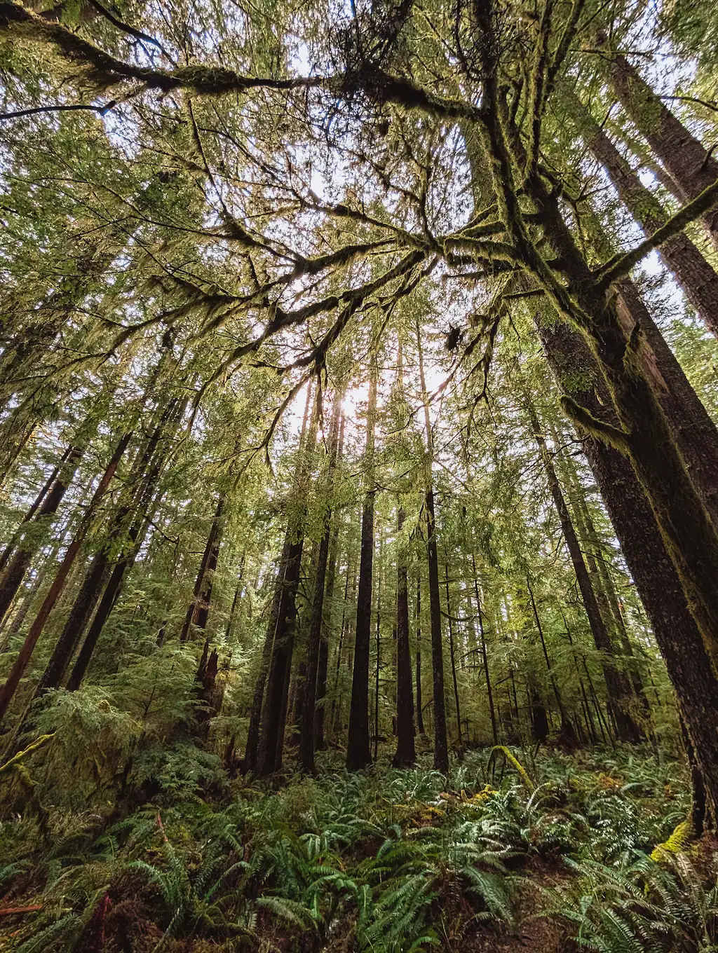 Forest with tall trees