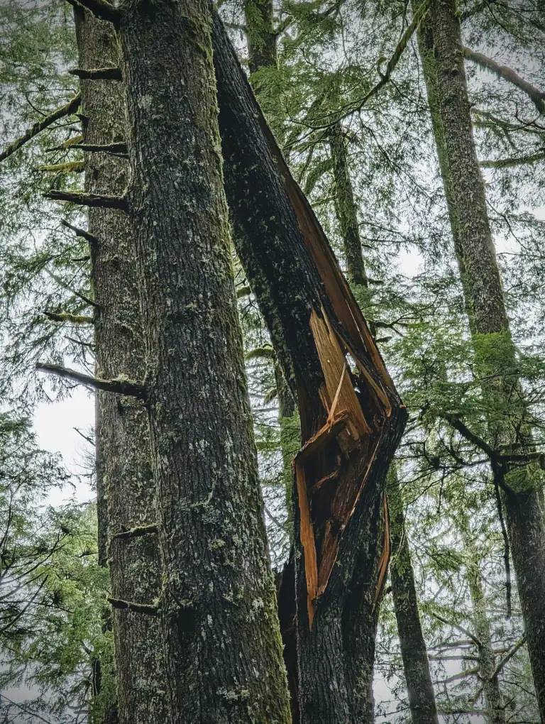 zoomed in view of broke tree